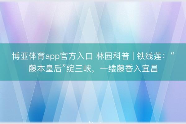 博亚体育app官方入口 林园科普 | 铁线莲：“藤本皇后”绽三峡，一缕藤香入宜昌